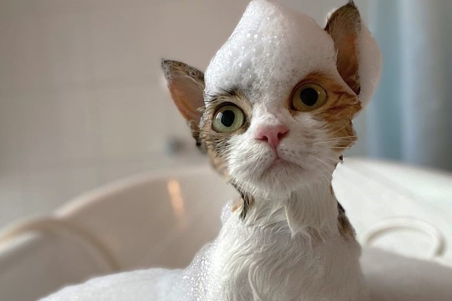ねこべやサロン 猫専門トリミングサロン